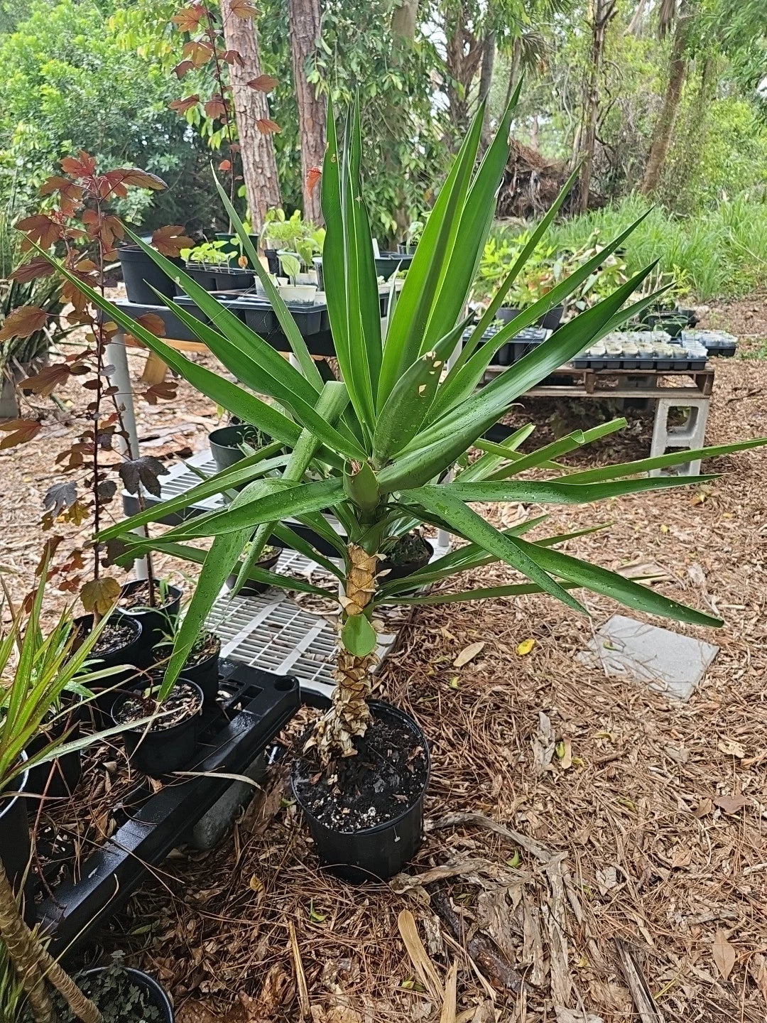 Yucca Elephantipes Soft-tip Spineless Gigantea Indoor Houseplant in 10" Pot, Drought-Tolerant, Air-Purifying, Low-Maintenance