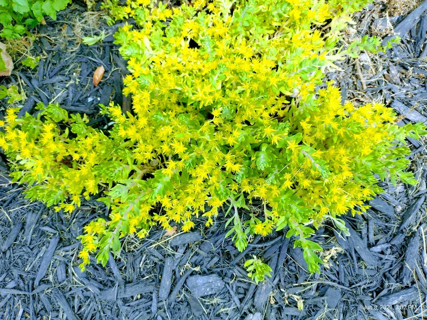 Creeping Sedum Ground Cover Plants - 25 Perennial Cuttings, Sedum spurium, Drought-Tolerant, Low-Growing Succulent Mat