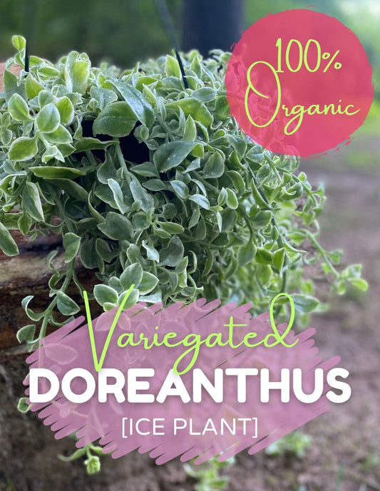Live Rooted Cutting - Variegated Ice Plant Dorotheanthus, Organic Succulent for Garden or Container, Free Shipping