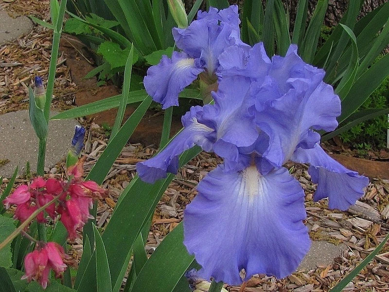 Tall Bearded Iris - Victoria Falls Large Blue & White Schreiners Dykes Medal Winner Iris germanica