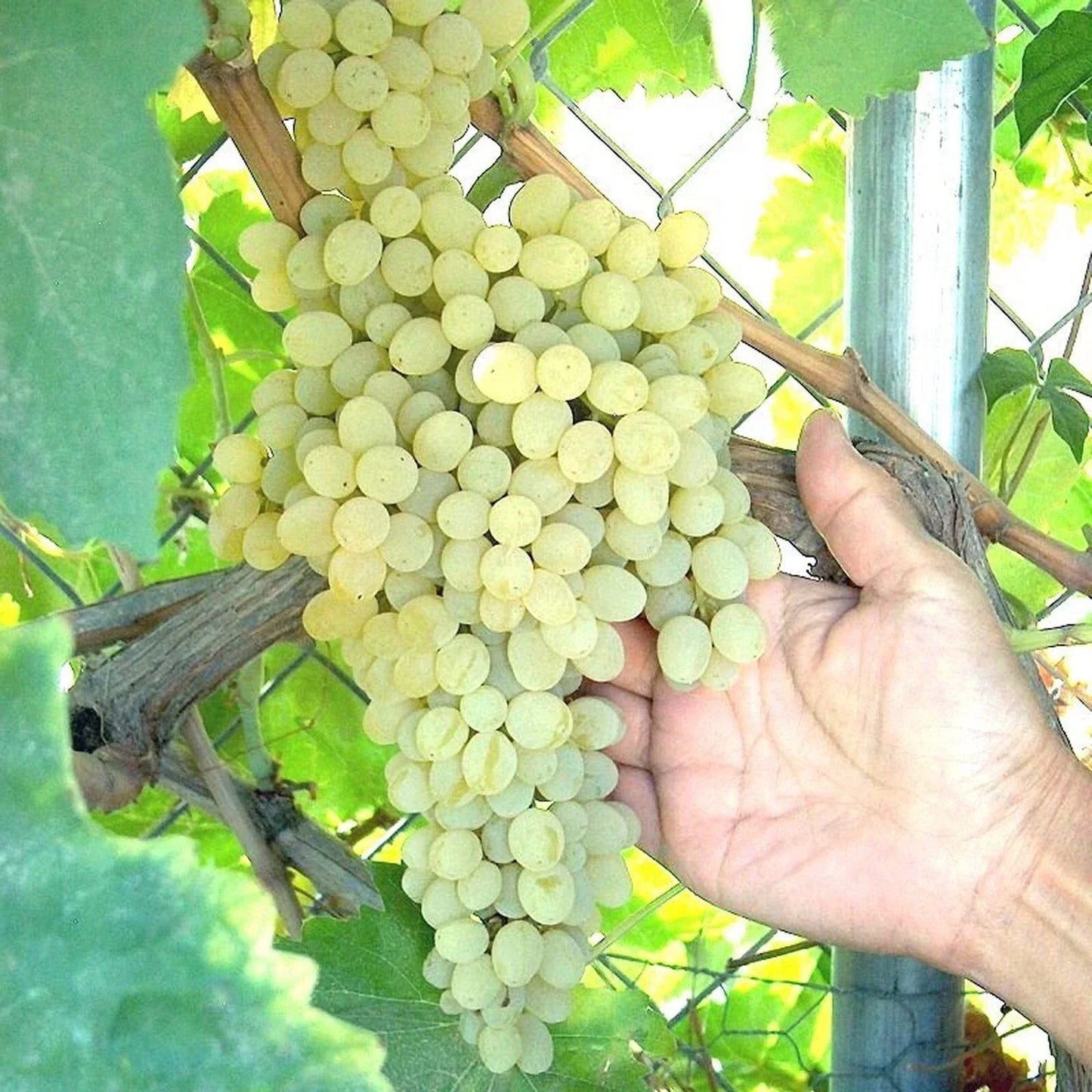 Thompson Grape Vine Cuttings | Green Seedless Table Grapes | Vitis vinifera for Raisin Making & Home Garden