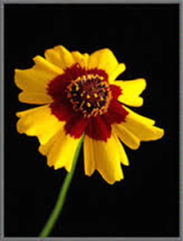 Plains Coreopsis Seeds - 100+ Non-GMO Wildflower Seeds for Pollinators, Drought-Tolerant, Coreopsis tinctoria, Perennial Garden Flowers