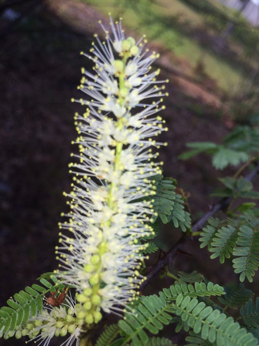 Mimosa Tenuiflora Seeds Pods – 10 Pack, Drought-Resistant Tropical Shrub, Mimosa Hostilis, Native to Subtropical Regions