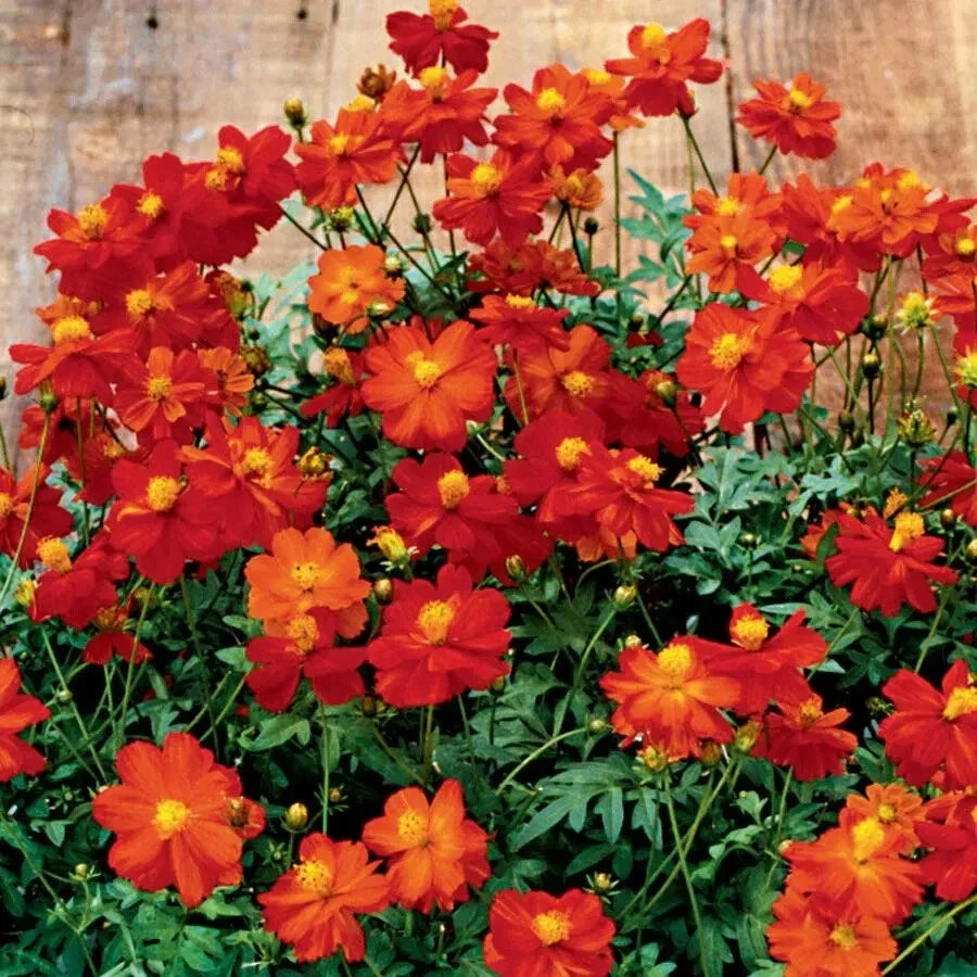 Cosmos Seeds - Cosmic Red Cosmos bipinnatus - 200+ Premium Garden Flower Seeds for Borders, Containers & Cut Flowers