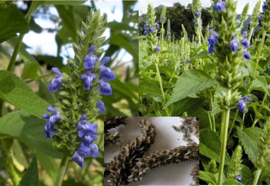 Organic Chia Seeds Pack - 200+ Salvia hispanica Heirloom Medicinal Herb Seeds for Gardening
