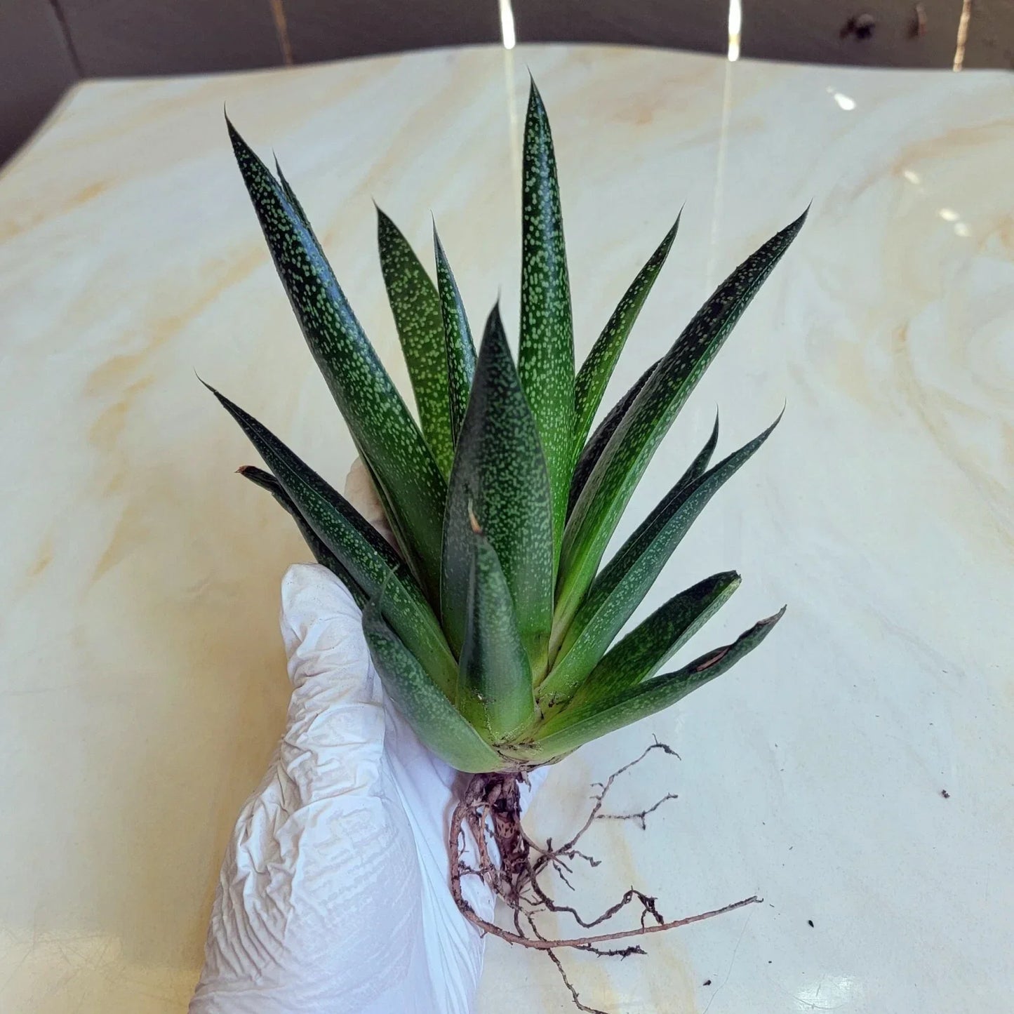 Gasteria 'Flow' Succulent Plant | Green Indoor Drought-Tolerant Low Maintenance Decor