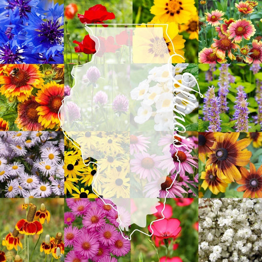 Illinois Wildflower Seed Mix 1 lb Bulk – Native Wildflower Blend for Pollinators, Biodiversity, 2,000 sq ft