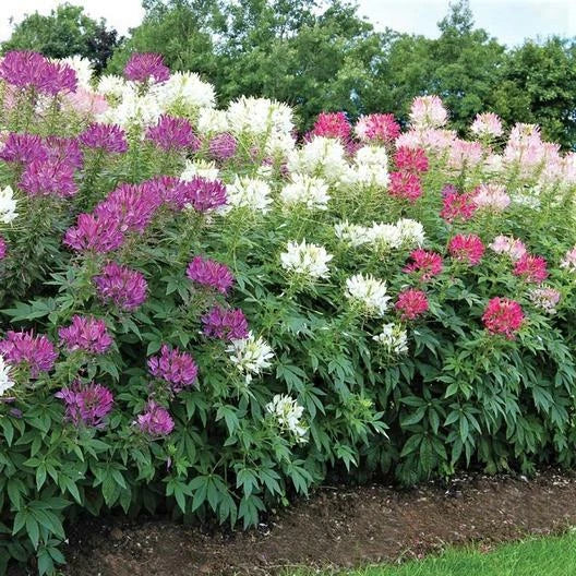 Mixed Colors Cleome Seeds - Spider Plant, Non-GMO, Pollinator Friendly, 200 Seeds, Fall Planting, Cleome hassleriana