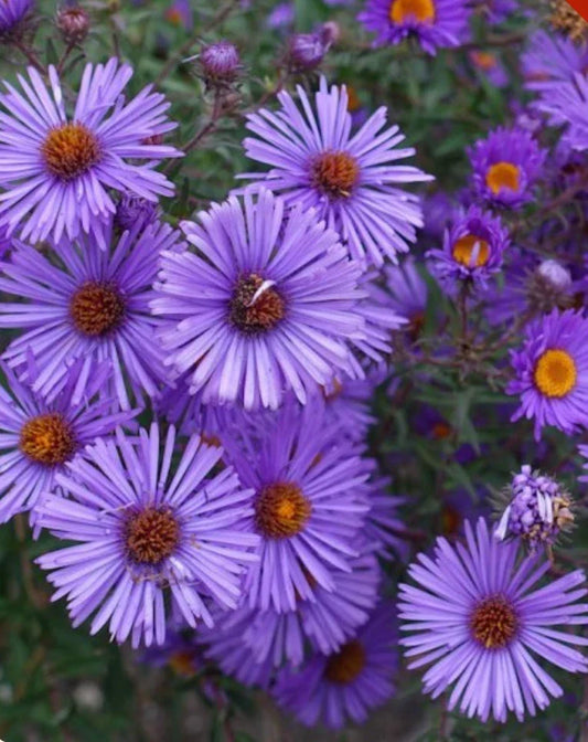 New England Aster Seeds - Purple Perennial Heirloom - Non-GMO - 1,000 Seeds - Symphyotrichum novae-angliae