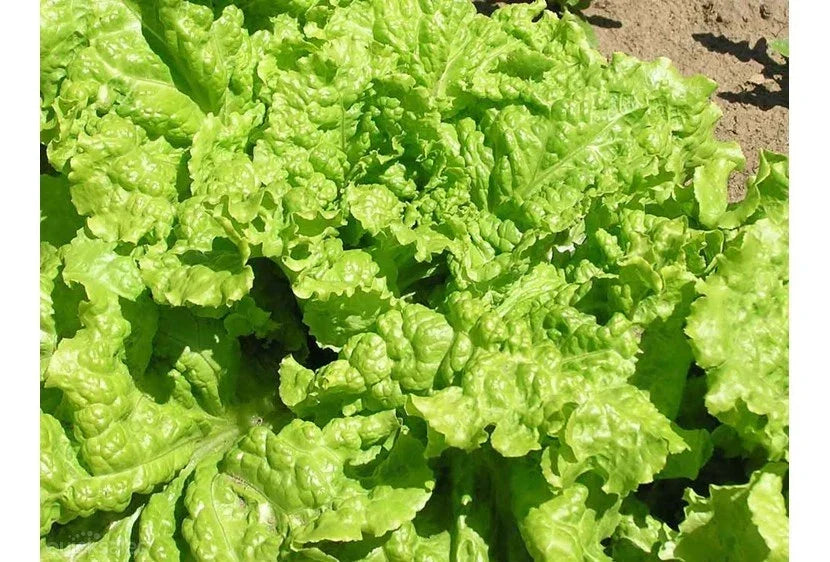 Black Seeded Simpson Lettuce Seeds - Organic Heirloom Lactuca sativa for Home Gardening, Salad Greens, Container & Raised Bed Cultivation