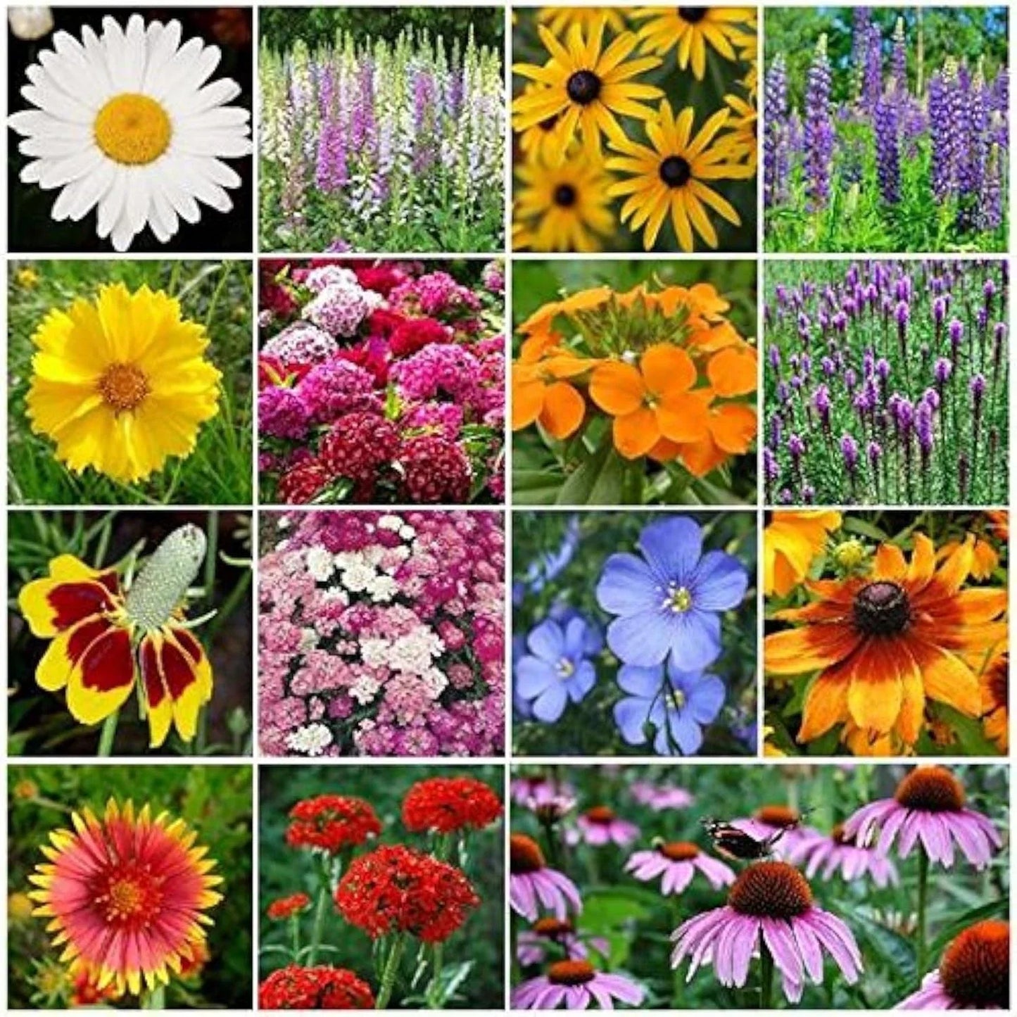 Perennial Wildflower Seed Mix 1 LB Native Pollinator-Friendly Garden Blend 375,000 Seeds