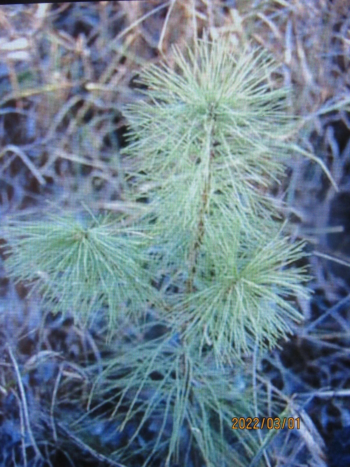White Pine Seedlings Bare Root Transplants 6-10 Inches Pinus strobus 25 Pack for Reforestation & Landscaping
