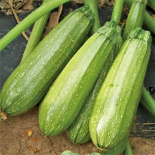 Grey Zucchini Seeds | Mexican Gray Calabacita Cucurbita pepo | Summer Courgette for Garden & Container Planting