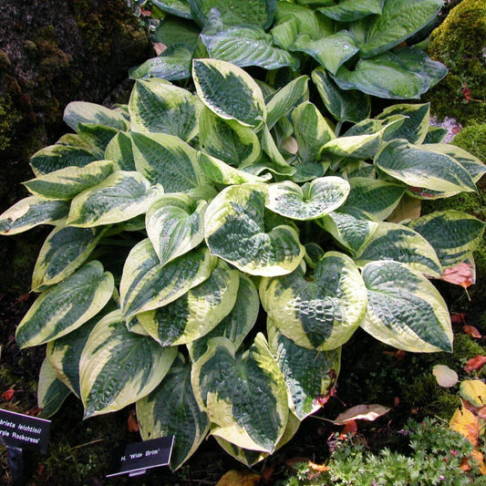Hosta Plant 2.5" Pot | Wide Brim Variegated Shade Perennial | Hosta sieboldiana 'Wide Brim'