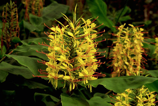 Hawaiian Kahili Yellow Ginger Plant Root | Hedychium gardnerianum | Tropical Garden Flowering Root | Yellow Blooms