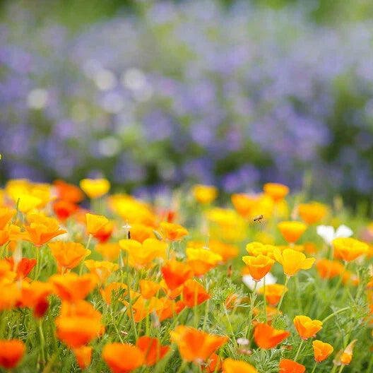 California Poppy Seeds - 1000 Non-GMO Seeds for Wildflower Gardens, Orange Eschscholzia californica, Annual & Perennial