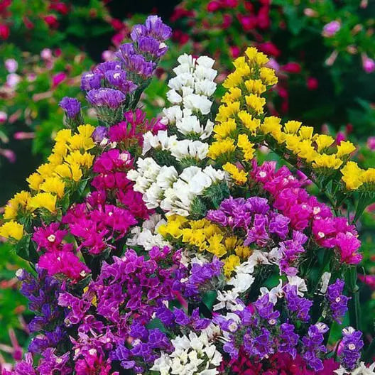 Statice Seeds PACIFIC MIX Non-GMO Flower Seeds for Dried Arrangements Limonium sinuatum, 100 Seeds