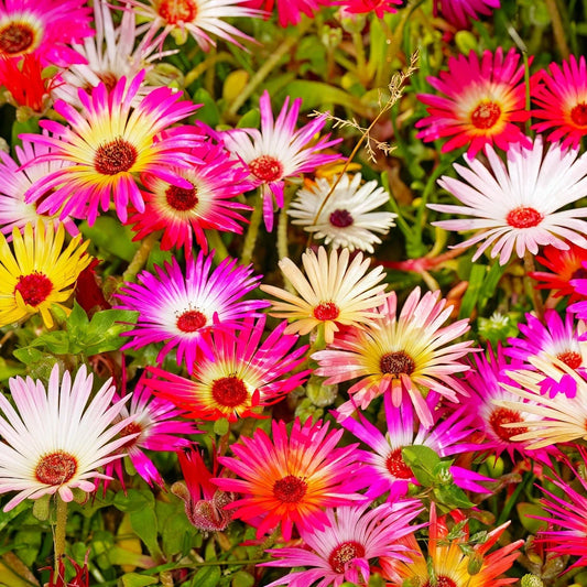 Livingstone Daisy Seeds - Pastel Mix Succulent Seeds for Drought-Tolerant Gardens and Containers - Lithops spp.