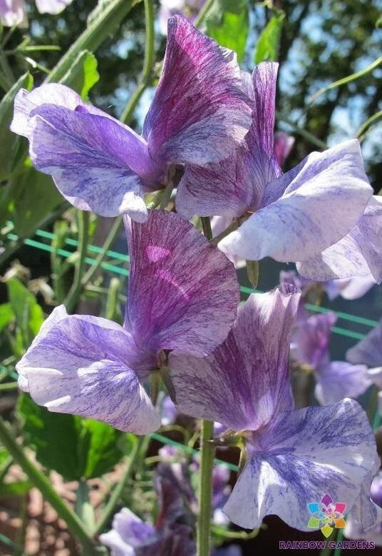 Earl Grey Sweet Pea Seeds – Fragrant Climbing Flower Pack of 50 – Lathyrus odoratus – Garden Blooms for Trellises & Pollinators