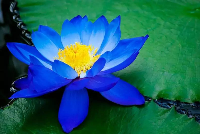 Bright Blue Lotus Seeds - Nelumbo nucifera - Aquatic Water Garden, Pond, Container Planting, Vibrant Blue Flowers, Hardy Tropical Flower Seeds