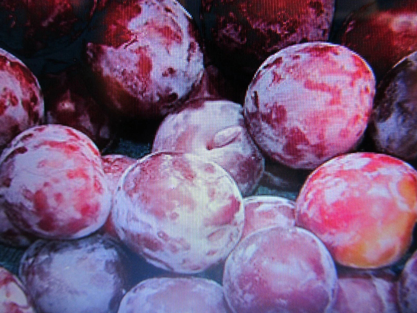 Fresh Cuttings Santa Rosa Plum Tree – Prunus salicina, Sweet Juicy Fruit, Hardy, No Roots, Garden Planting Material