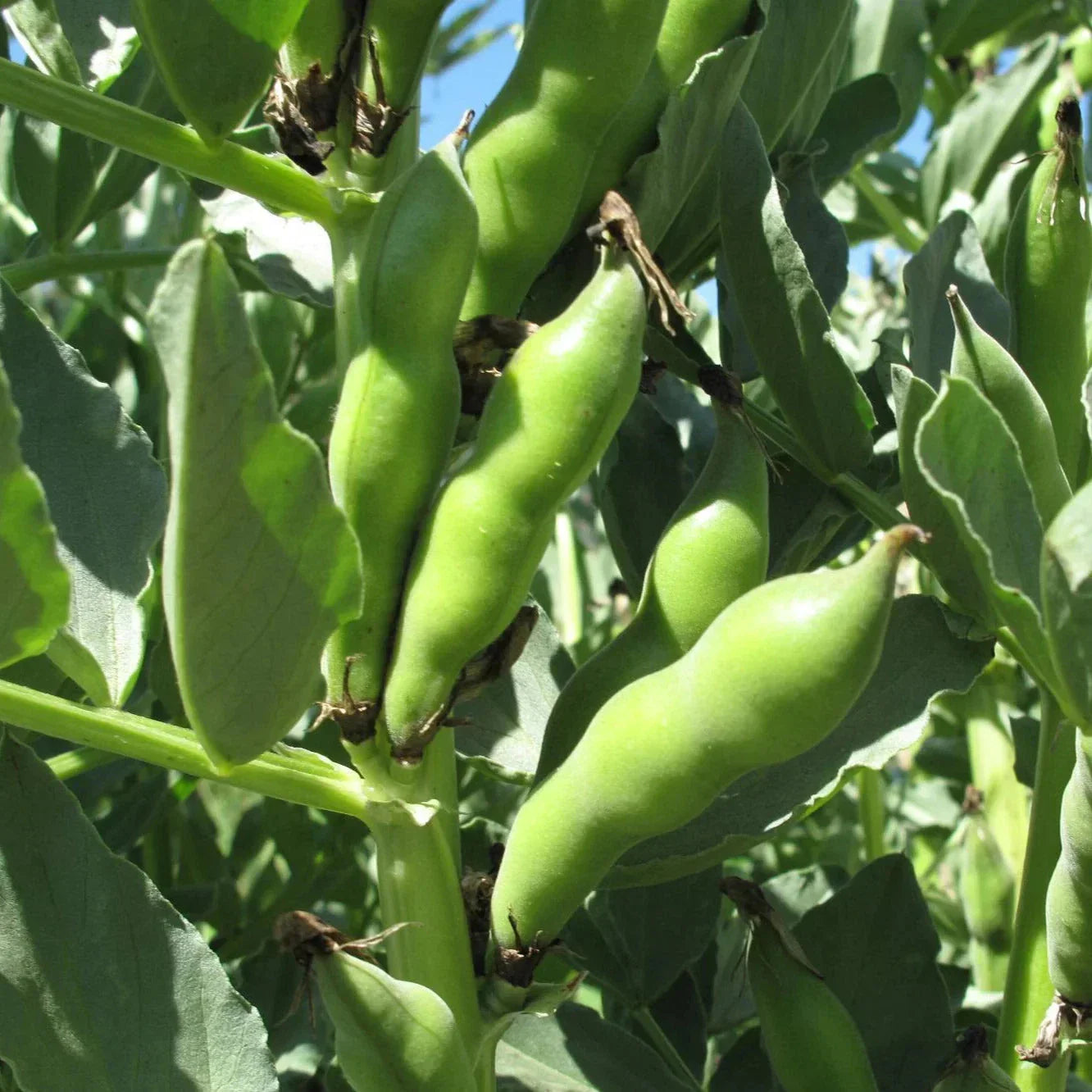 Broad Windsor Fava Bean Seeds - 20+ Cold Tolerant Vicia faba for Spring Planting, Nutritious, Easy to Grow Seed Packet