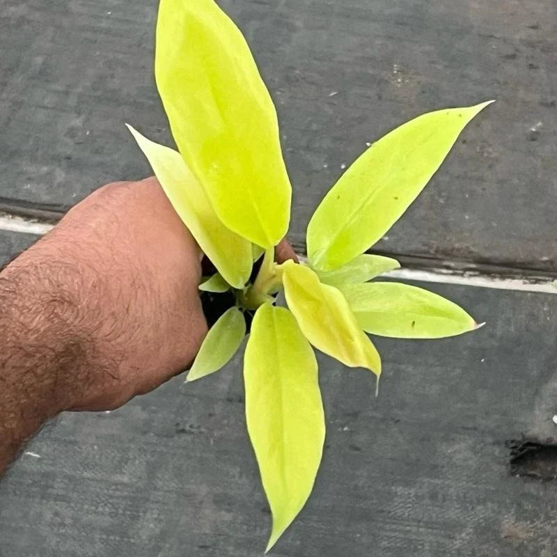 Golden Crocodile Philodendron Starter Plant | Rare Aroid in Plug | Philodendron 'Golden Crocodile' | Exotic Indoor Plant