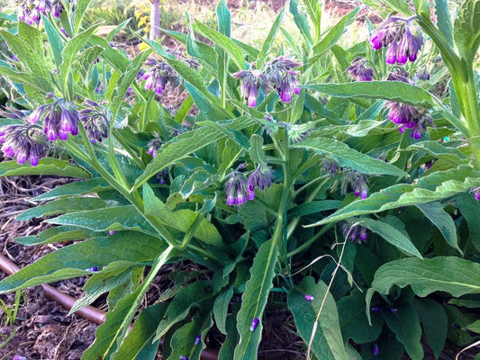 Organic Comfrey Plants in Pots | Symphytum officinale | Permaculture Compost Booster | Pesticide-Free Perennial Herb