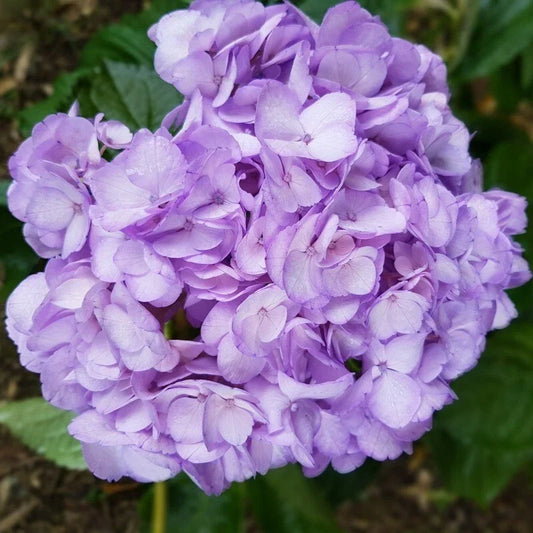 Light Purple Hydrangea Seeds - 5 Perennial Flower Seeds for Garden, Hydrangea macrophylla, Bushy, Upright Growth