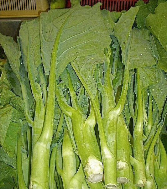 KAILAAN Chinese Broccoli Kale Seeds | Heirloom Brassica oleracea var. alboglabra | Asian Green for Stir-Fry & Salads
