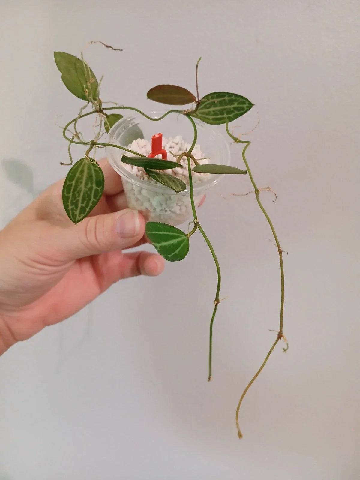 Dischidia Ovata Cutting - Succulent Plant, Trailing Vine, Easy Care Tropical Houseplant, Propagation, Green Foliage
