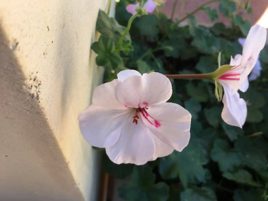Ivy Geranium Cuttings 8 Pack Soft Pink Pelargonium peltatum for Rooting, Trailing Flowering Plant, Hanging Basket, Garden