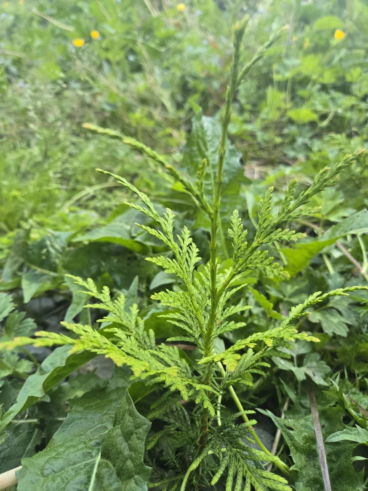 Western Red Cedar Seedlings 4-8" Bare Root Trees Thuja Plicata PNW Grown for Landscaping & Privacy