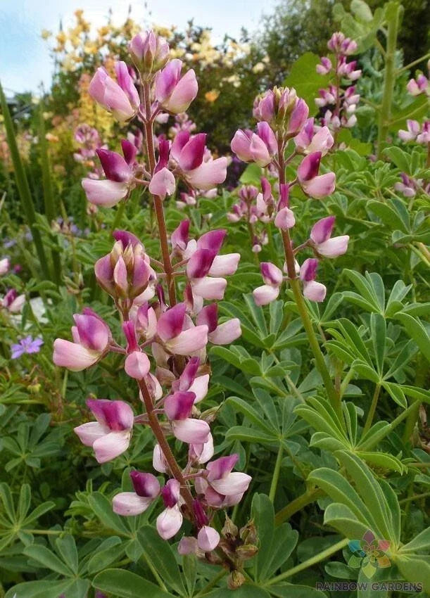 Rodeo Rose Lupine Seeds - 25+ Pack, Pink & Purple Flowers, Perennial Garden Planting, Lupinus polyphyllus, Attracts Pollinators