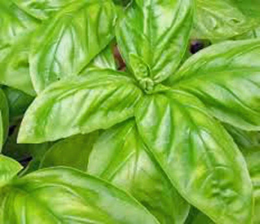 Italian Large Leaf Basil Seeds - Non-GMO Herb Seeds for Home Gardening, Culinary Use, and Container Planting - Ocimum basilicum