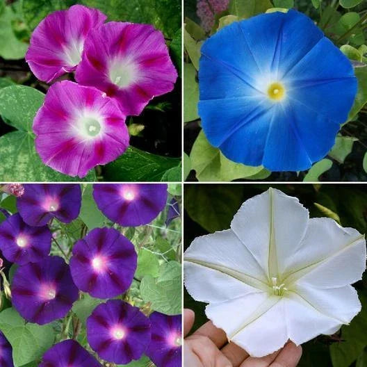 Morning Glory Seeds - TOP O' THE MORNING Mix Tall Vine, Hummingbird Attracting, Non-GMO, Ipomoea purpurea, 100 Seeds