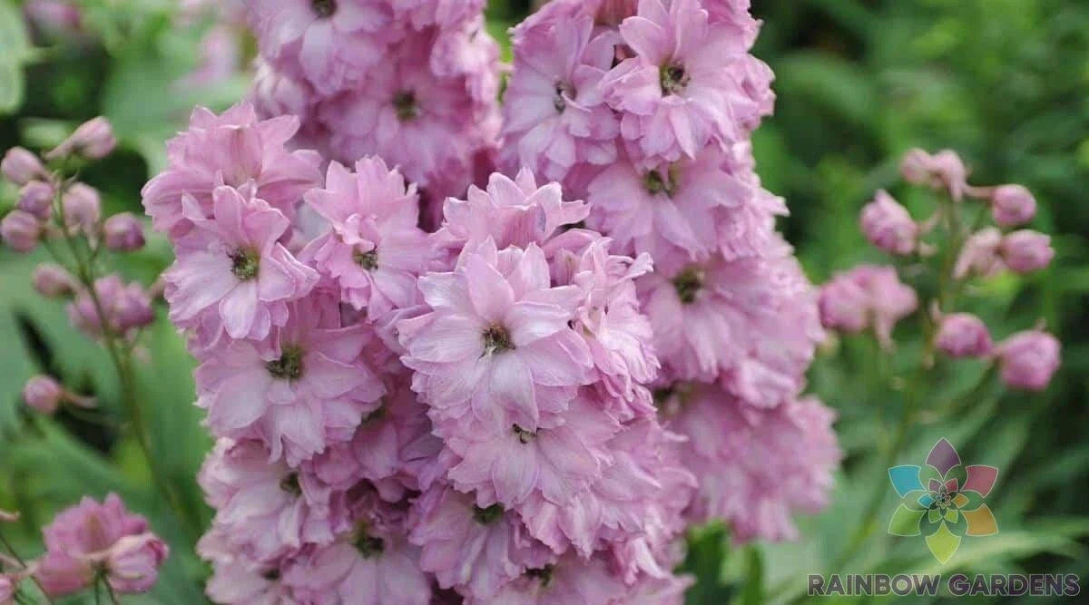 Delphinium Seeds - 200+ Million Dollar Blush Pink Flowers - Garden Flower Seeds - Delphinium spp. - USA Grown