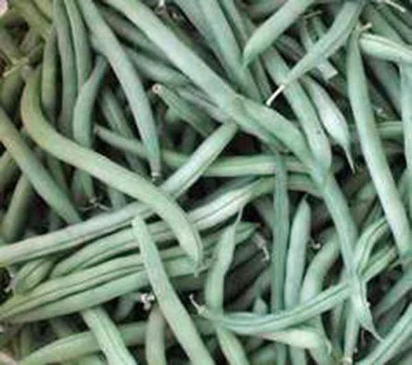 Provider Bush Green Bean Seeds | Heirloom Non-GMO Phaseolus vulgaris | 500+ Seeds for Home Garden