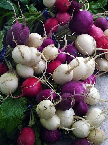 Easter Egg Radish Seeds - Colorful Raphanus sativus for Salad & Cooking - Heirloom, Non-GMO, Fast-Growing Vegetable Seeds