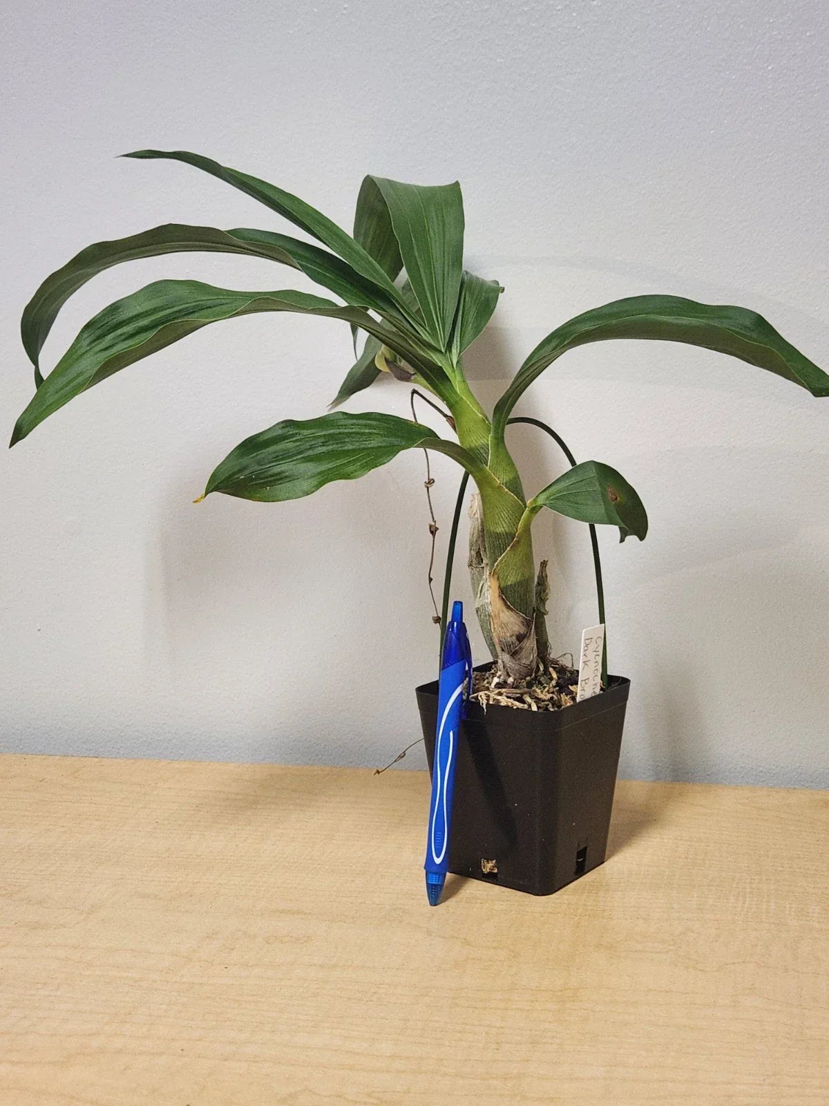 Cycnoches Cooperi x Sib Orchid - 4-Inch Pot Rare Copper Hybrid Spiking Epiphytic Orchid Plant