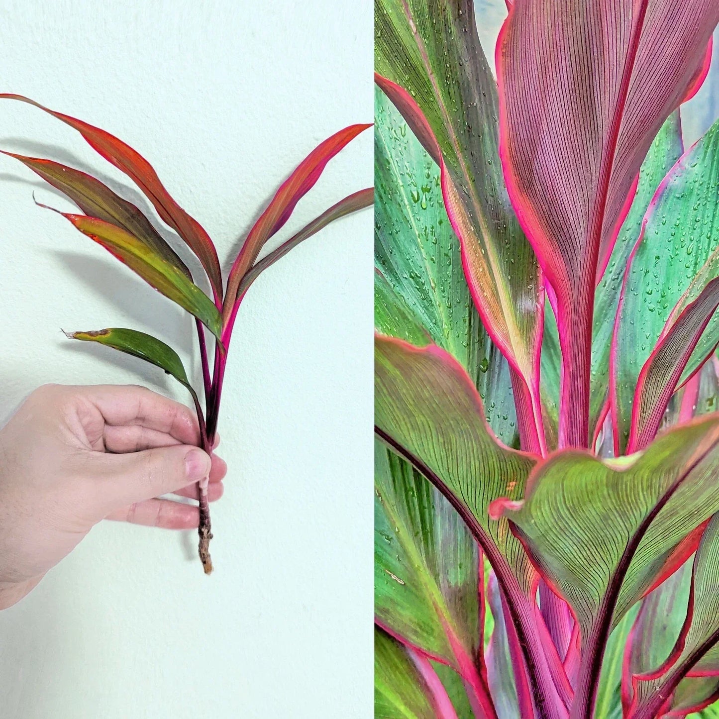 Cordyline Fruticosa Cuttings - 5-Inch Green Red Tropical Houseplant - Easy to Grow Rare Indoor Plant