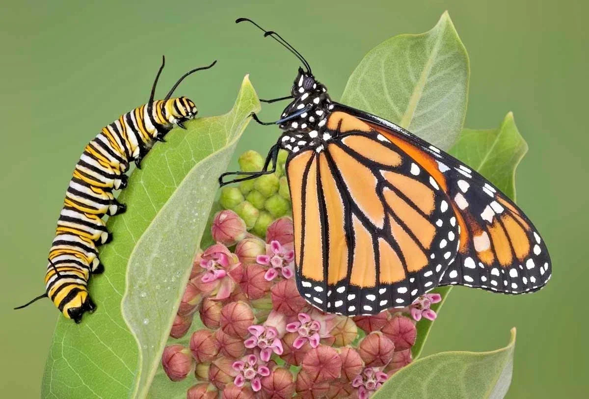 Common Milkweed Seeds - 51+ Count for Wildflower Gardens, Attract Pollinators, Native Asclepias Syriaca, Perennial Plant