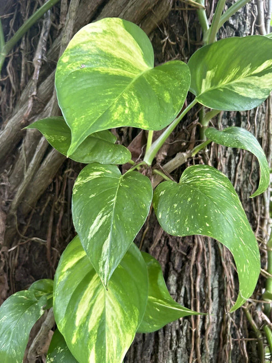 Large Bare Root Climbing Pothos Plant 12-15" Epipremnum aureum Multiple Leaves Indoor Greenery