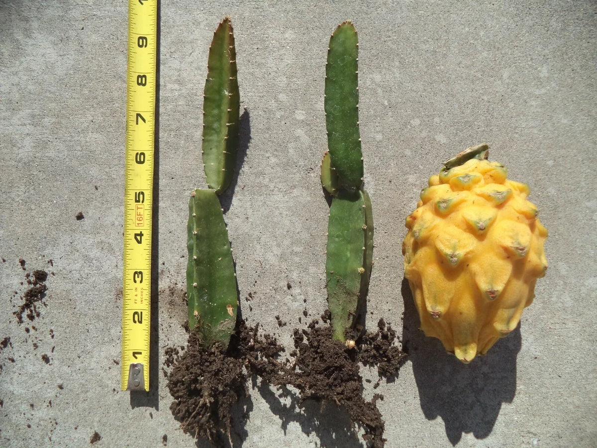 Rooted Palora Yellow Dragon Fruit Plant - Self-Pollinating Hylocereus megalanthus - 8"-10" Tall - Tropical Cactus for Gardens