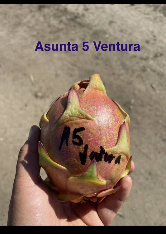 Mature Plant Cutting - 12-17 Inch ASUNTA 5 VENTURA Variety for Propagation and Home Gardening