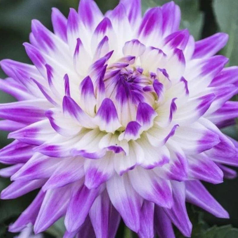 Dahlia Flower Seeds - 20PCS Perennial Garden Seeds - Vibrant Colorful Blooms - Dahlia pinnata
