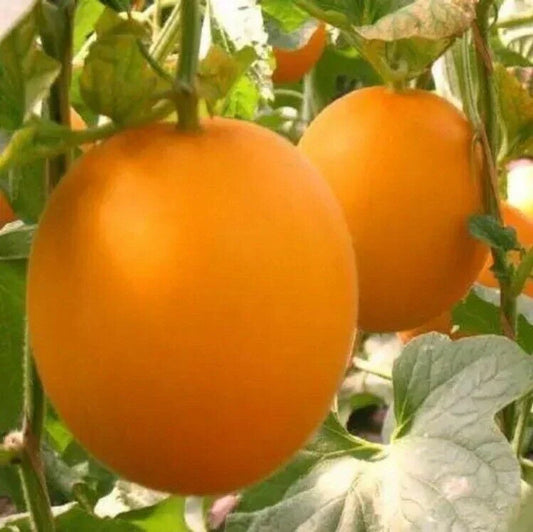 Organic Red Melon Seeds Pack of 20 | Citrullus lanatus Heirloom, Non-GMO, Sweet, Vining, Gardening Seeds