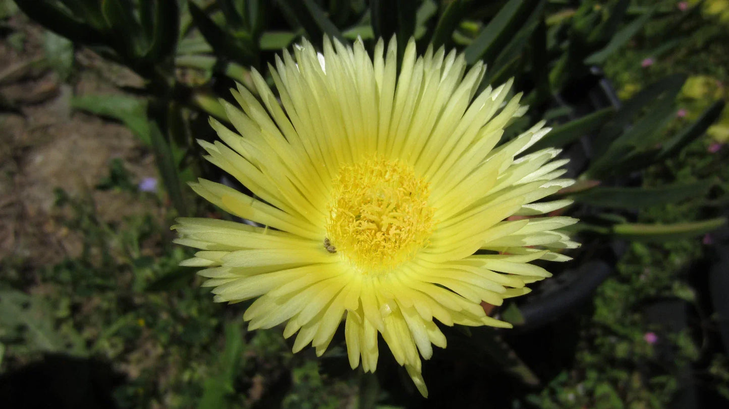 Ice Plant Cuttings - 5" Unrooted Succulent, Yellow Flowers, Sour Fig, Cape Fig (Mesembryanthemum crystallinum) for Garden, Rock, Container
