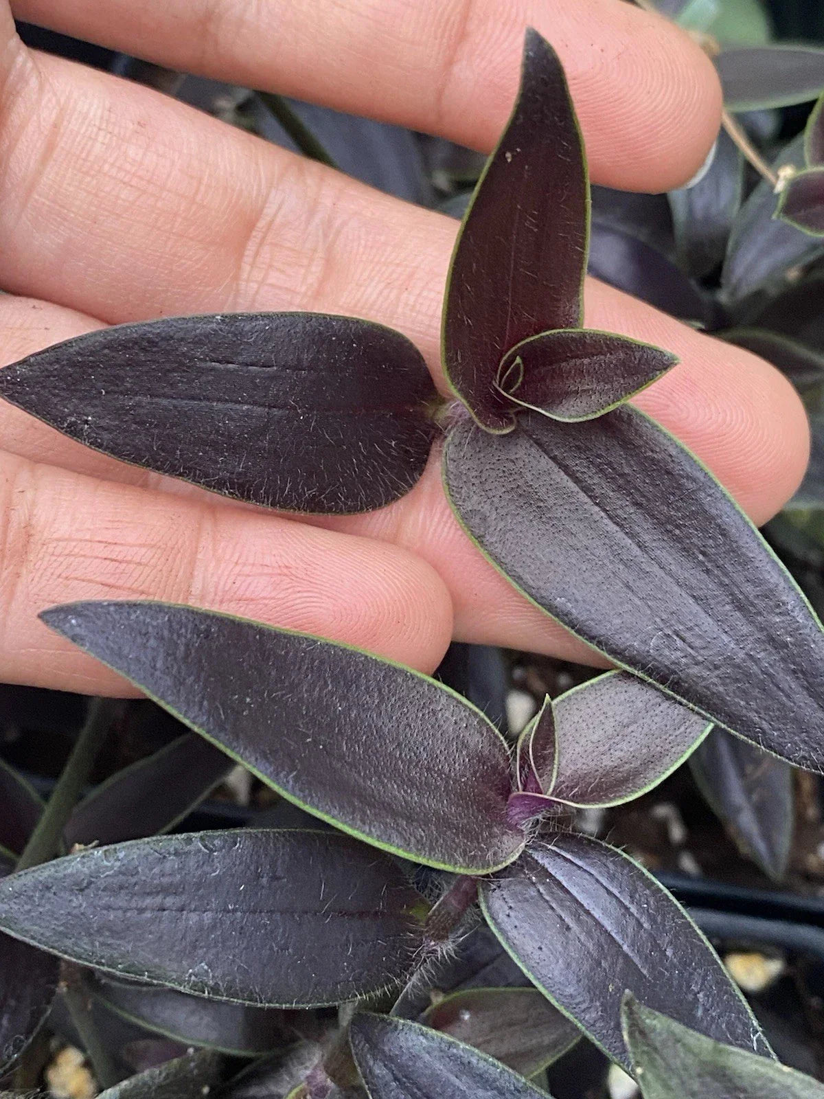 Dark Desire Wandering Dude Cuttings – Rare Tradescantia Jose Puig, 2 Rooted Plants, Unique Houseplant Decor