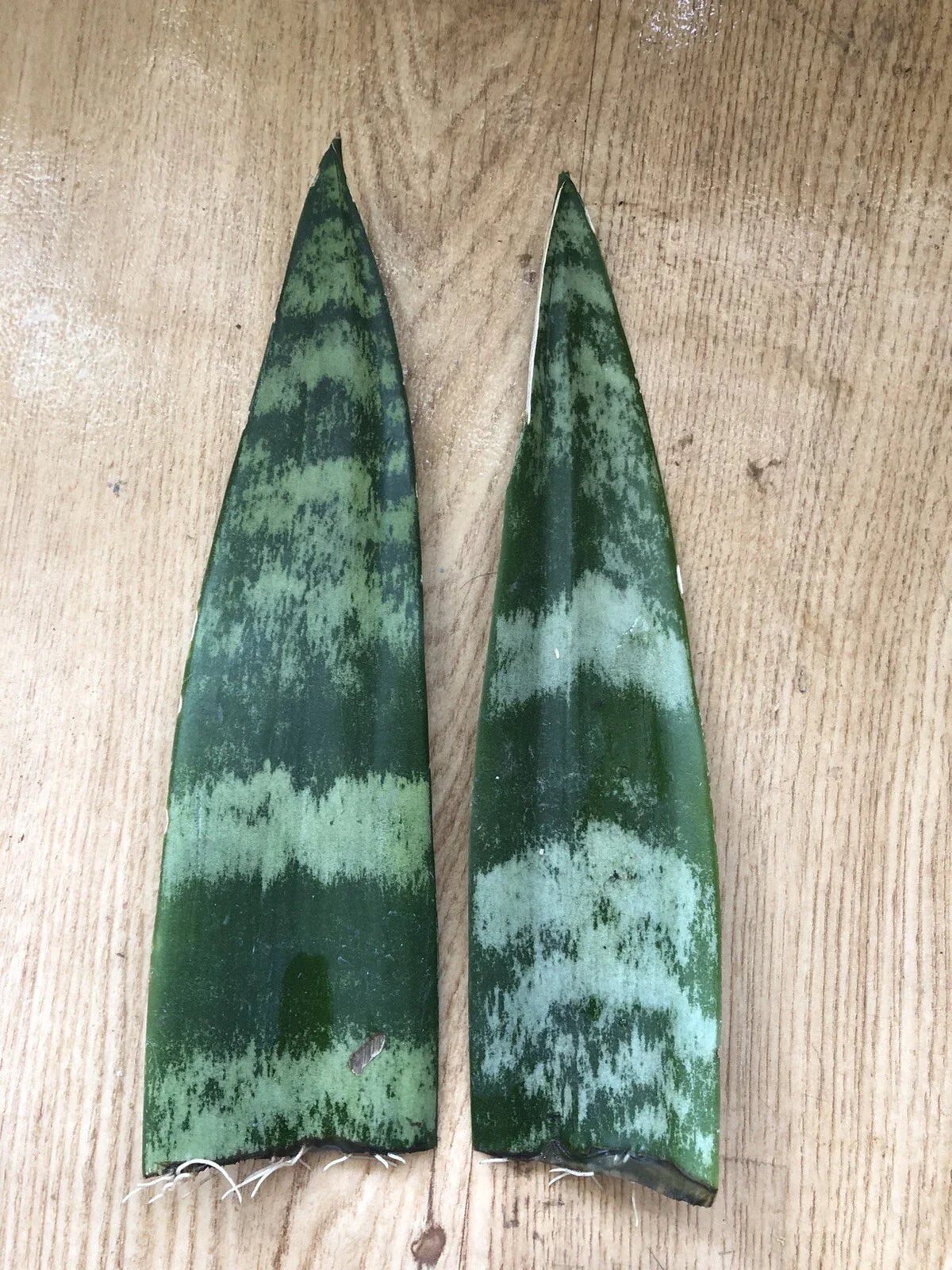 Snake Plant Cuttings with Roots – Sansevieria, Mother-In-Law's Tongue, Live Indoor/Outdoor Plant, 6-inch